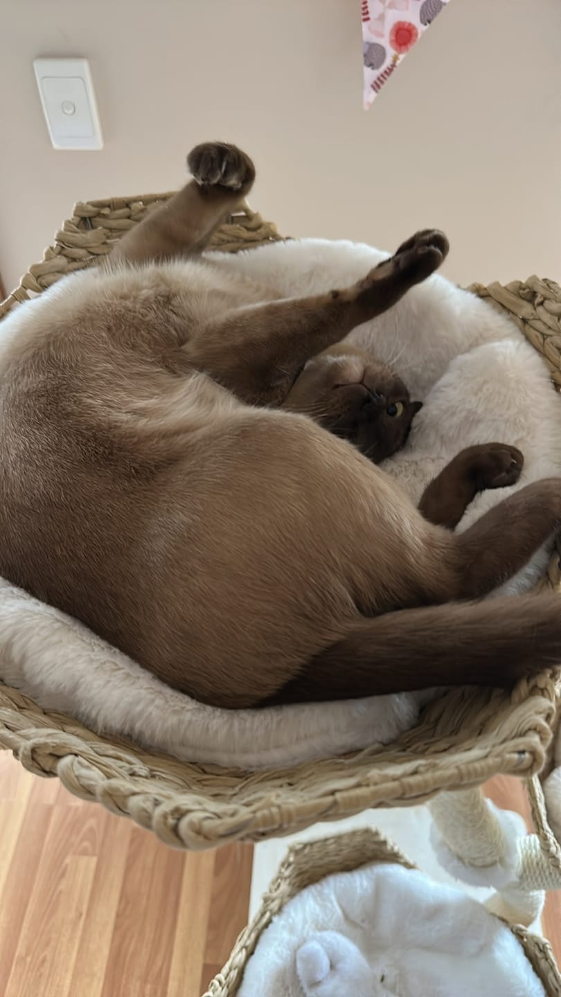 Customer photo review of MICHU Ivy Cat Tower Deluxe 4-Tier Designer Tall Cat Tree Pre Order