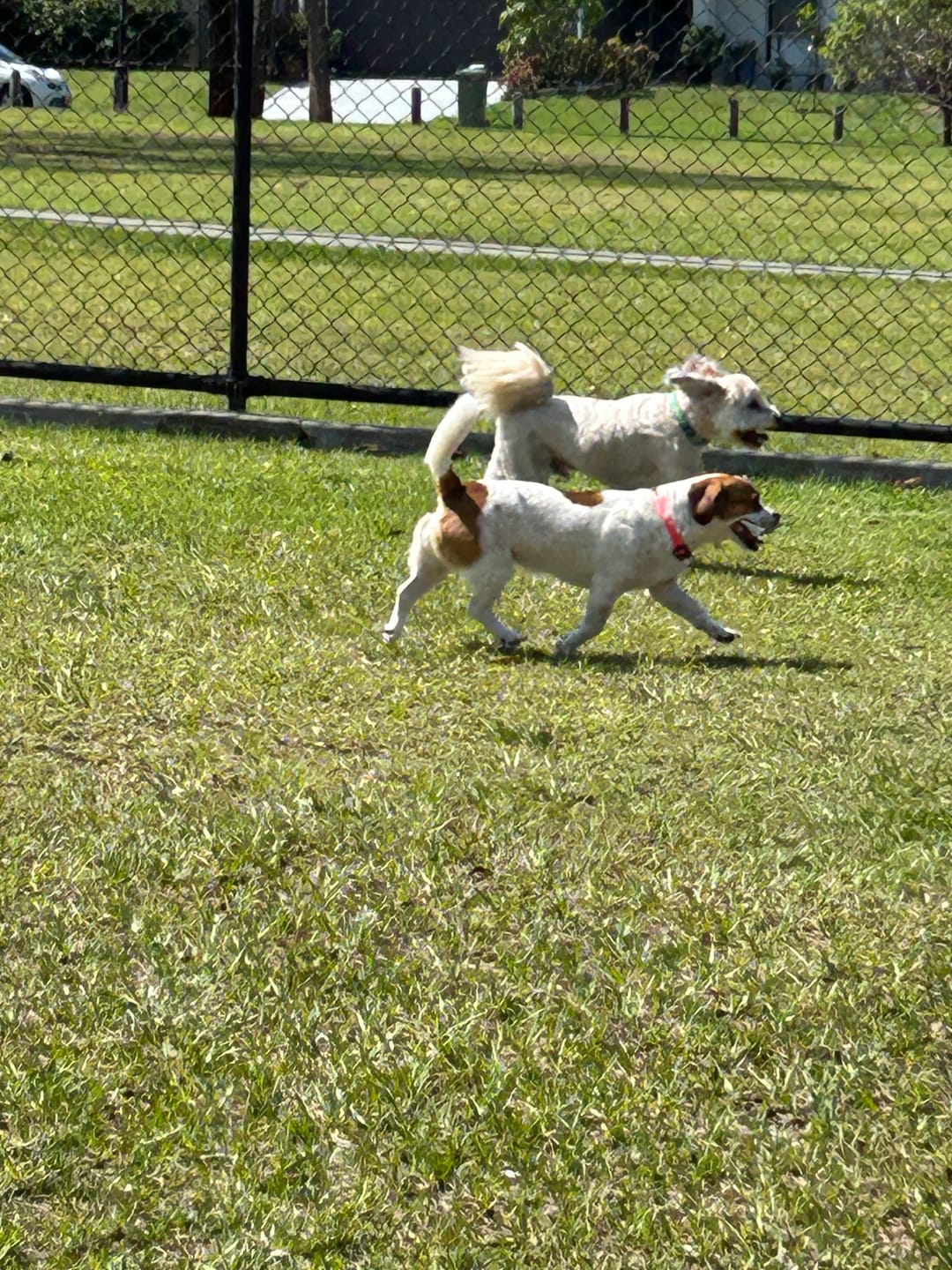 Customer photo review of Digestive K9 Powder