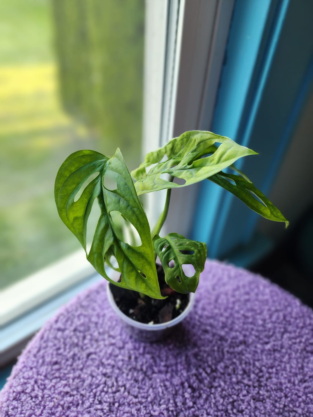 Customer photo review of Swiss Chees Plant - Monstera Adansonii - Swees Cheese Cuttings - Live indoor plant - monstera cuttings - air purification houseplant