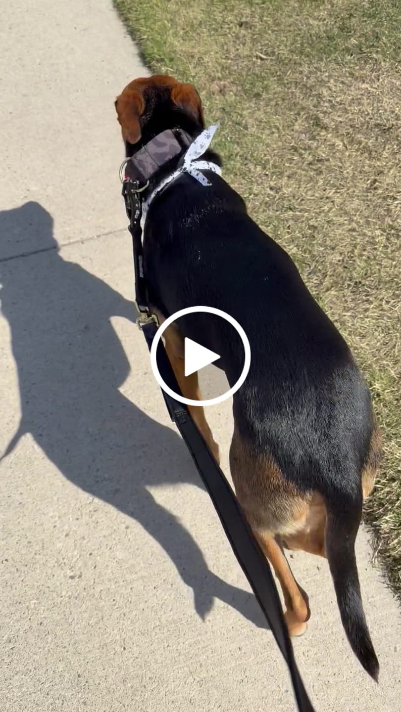 Customer video review of Tacti Luxe Dog Leash - Gold Camo
