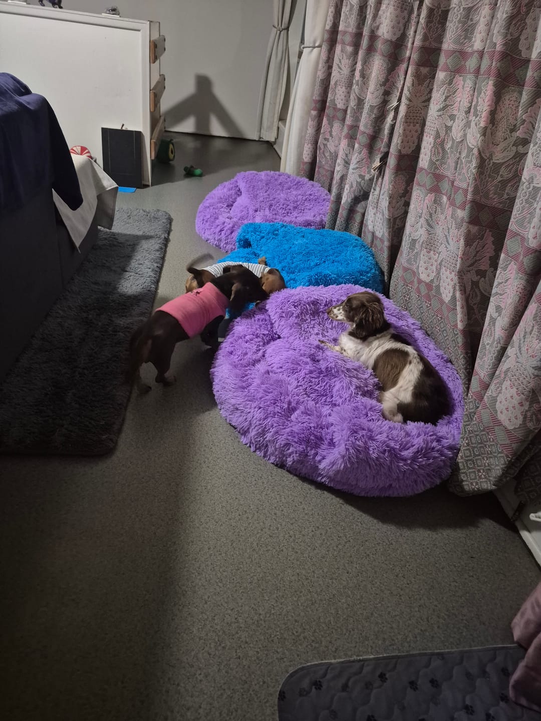 Customer photo review of Dachy-Doo Burrow Bed™