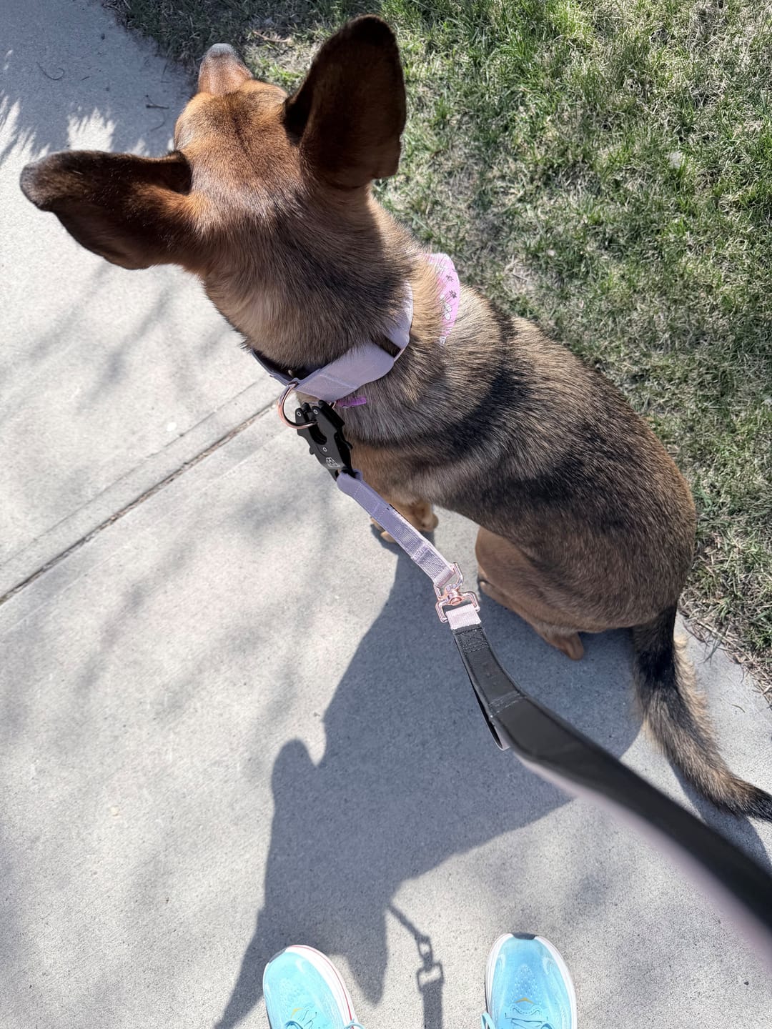 Customer photo review of 2" Luxe Martingale Dog Collar - Sofia