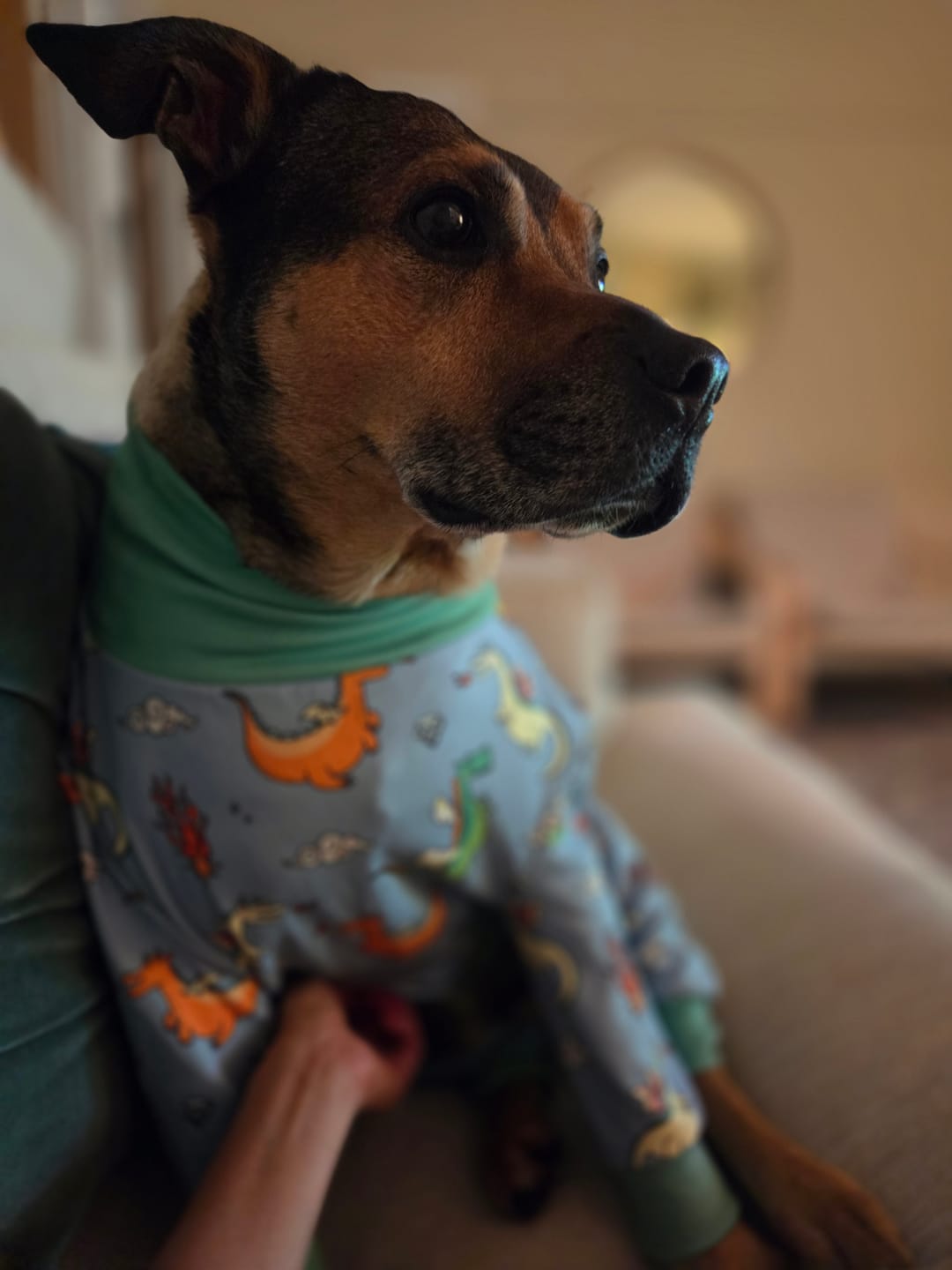 Customer photo review of Dog Pajama - Dragons