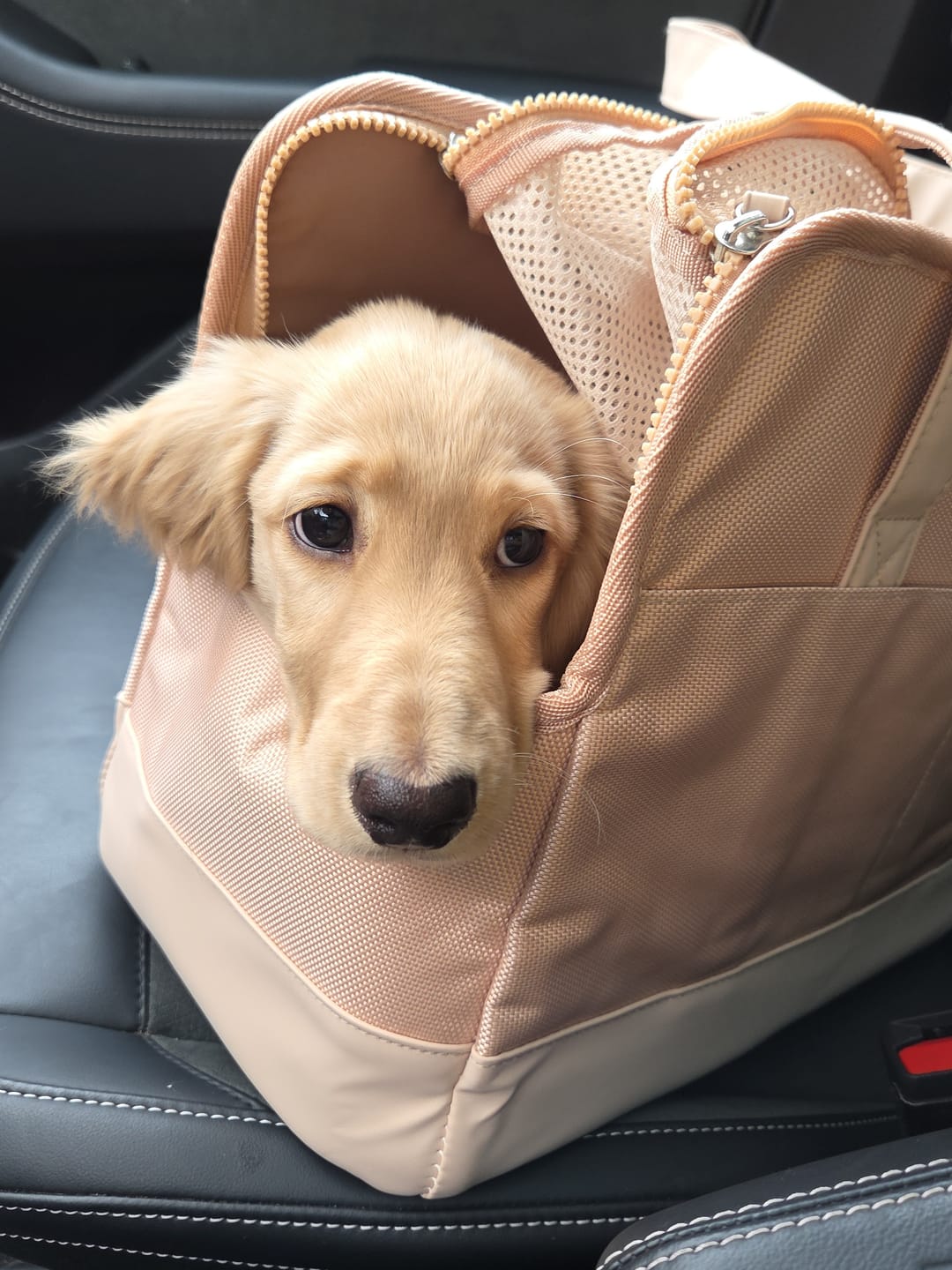 Customer photo review of Beige Pet Tote Bag