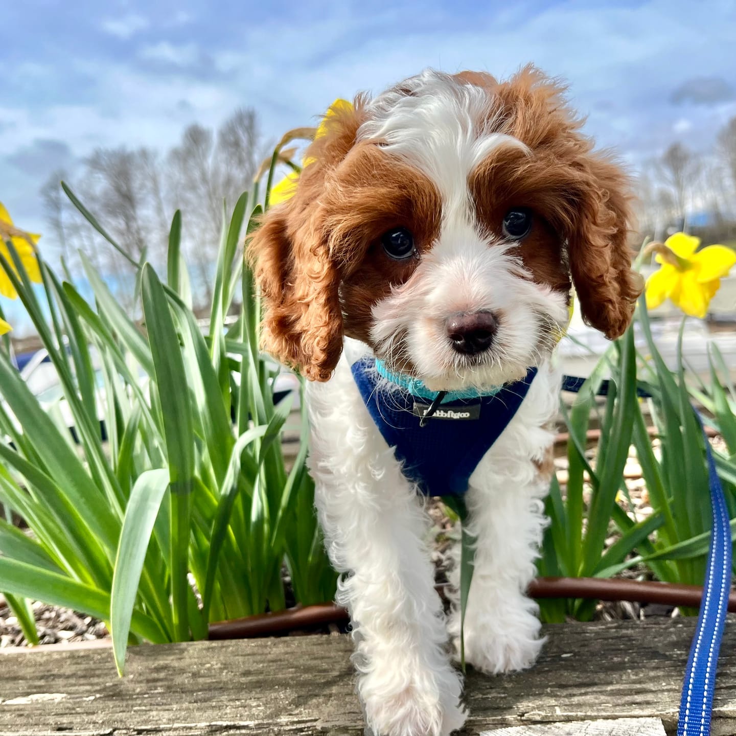 Customer photo review of 6 Inch Thick Bully Stick