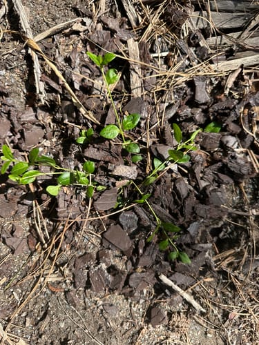 Customer photo review of Vinca Minor Bowles 50 Count Flat - Periwinkle Evergreen Groundcover Plants with Blue Flowers