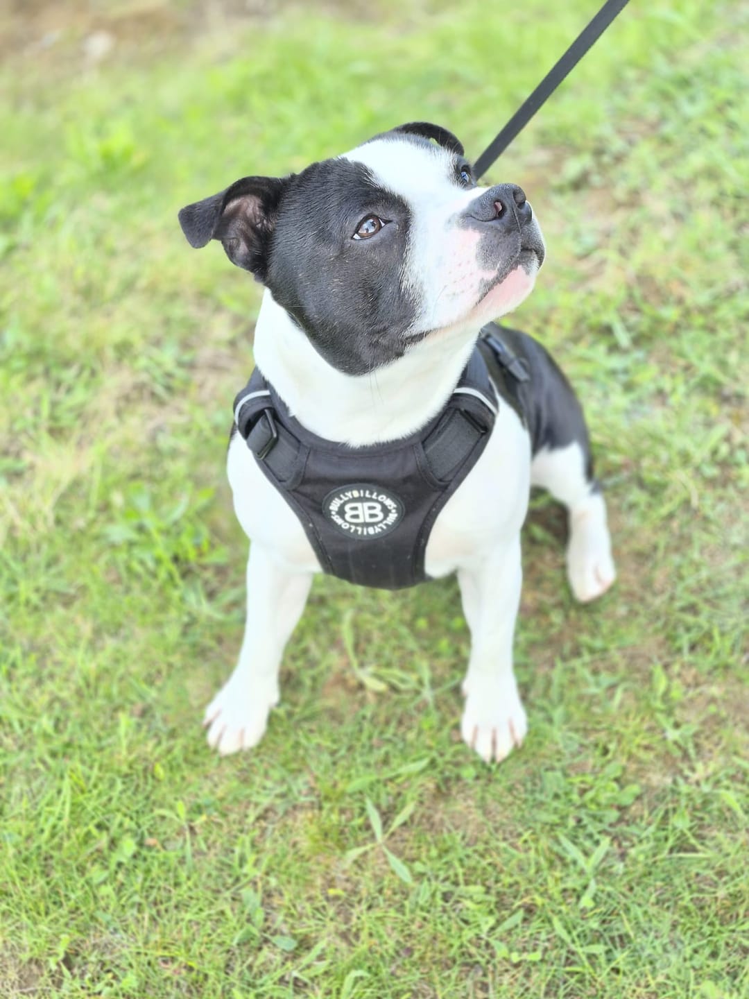Customer photo review of Comfort Premium Harness | Non Restrictive - Black