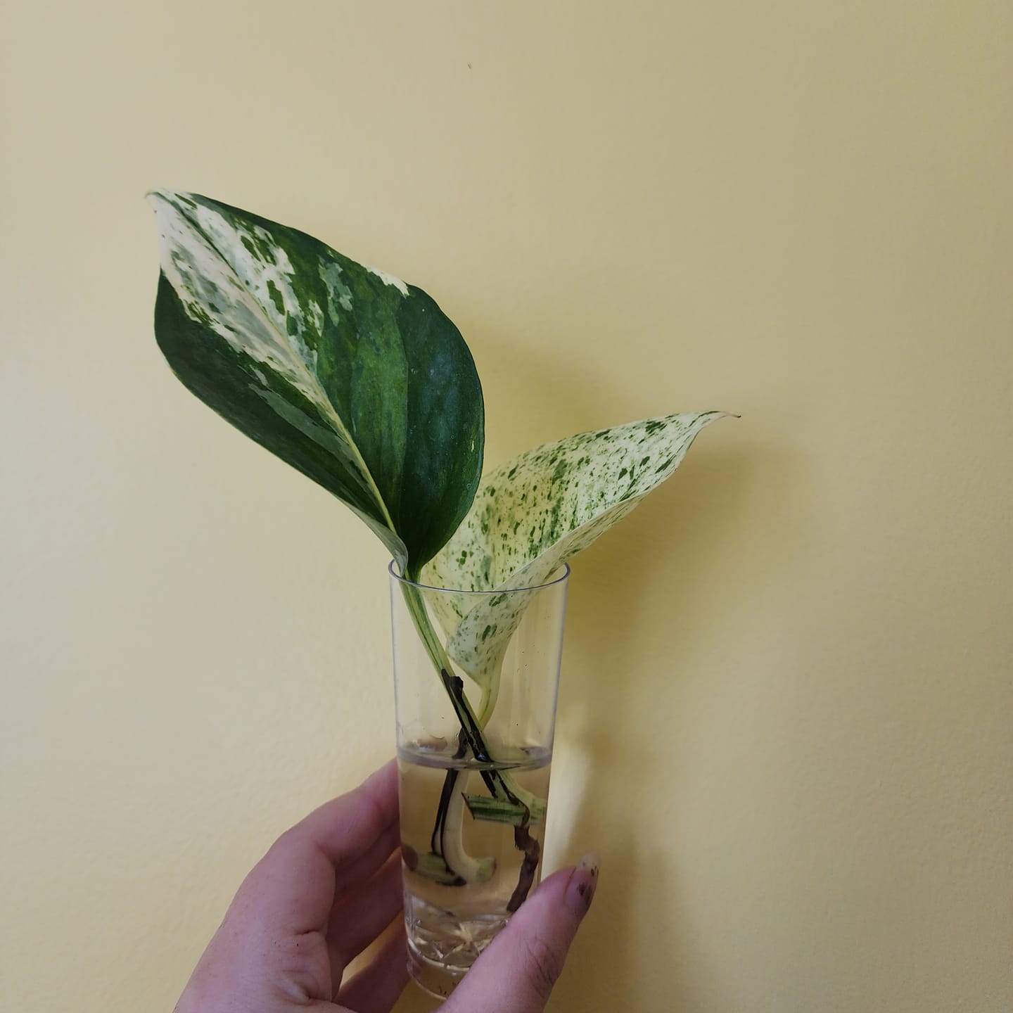 Customer photo review of RARE Marble Pothos Cuttings - Gorgeous Variegated Indoor easy care house plant, Marble Pothos, White and Green variegation propagation plant