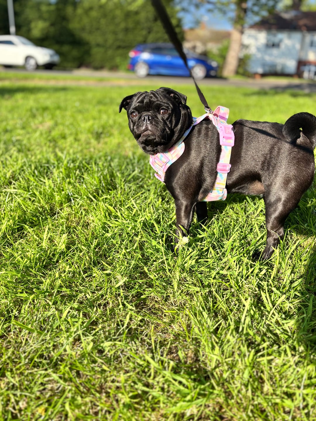 Customer photo review of Tie Dye Dog Harness - Colour Drops - Candy Floss