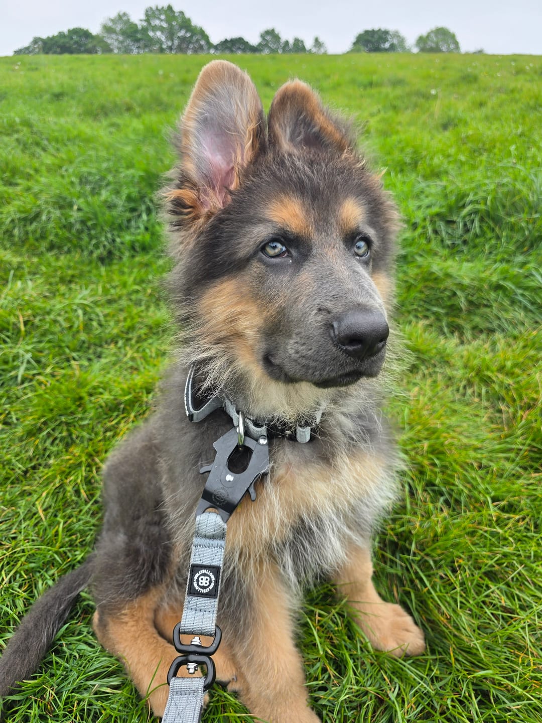 Customer photo review of 1.4m Swivel Combat Lead | Anti-Tangle & Secure Clip - Metal Grey