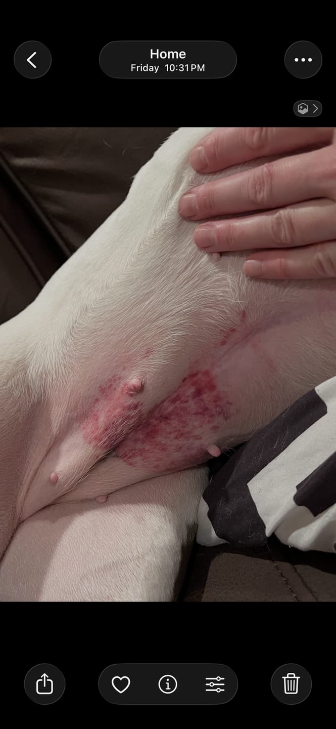 Customer photo review of Trouble Spot Drying Paste - Canine and Cat - 5oz
