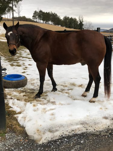 Customer photo review of Digestive HP