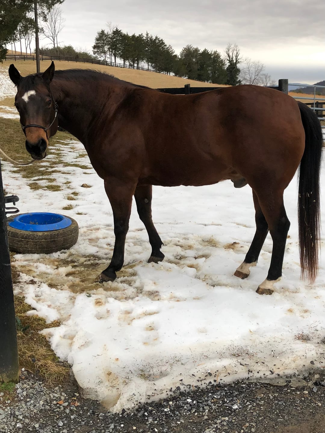 Customer photo review of Digestive HP