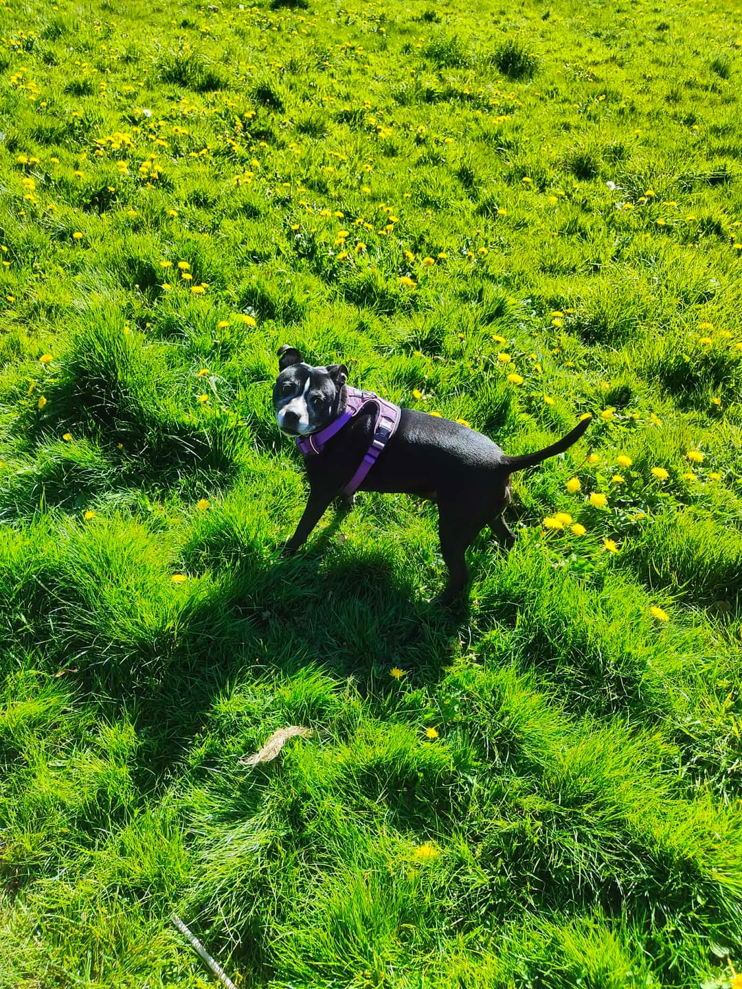 Customer photo review of Comfort Premium Harness | Non Restrictive - Purple