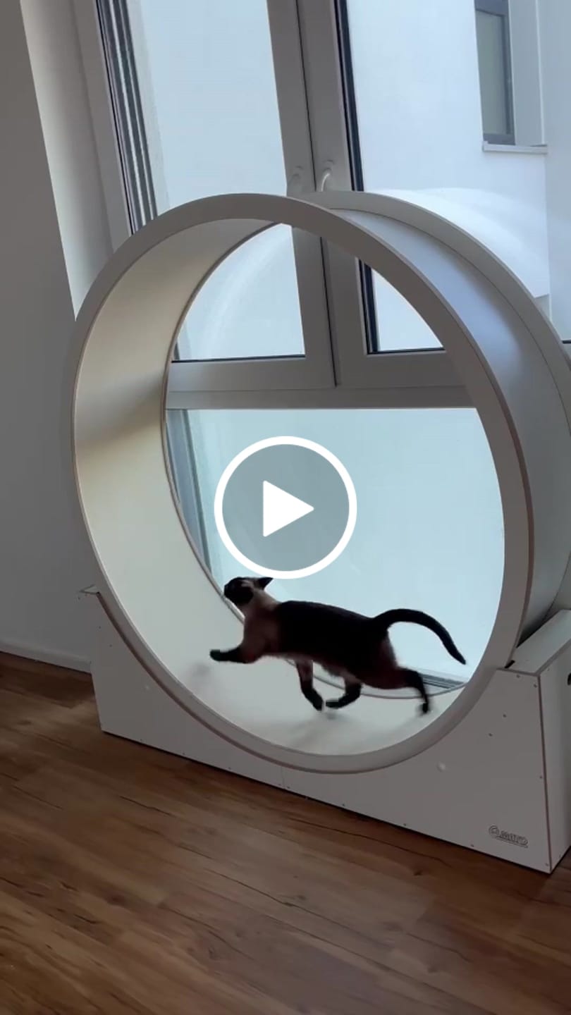 Customer video review of Elmato Katzenlaufrad Simba