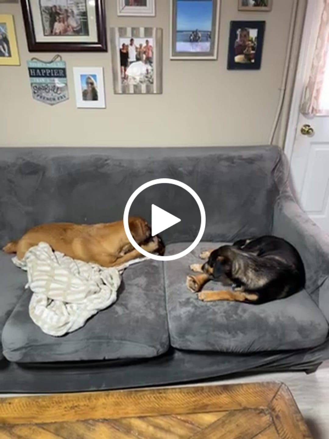 Customer video review of Large Dog Mega Spring Bundle (41+ lbs)