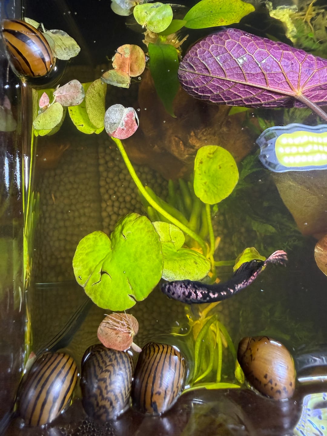 Customer photo review of Nerite Snail Bundle | Saving Pack