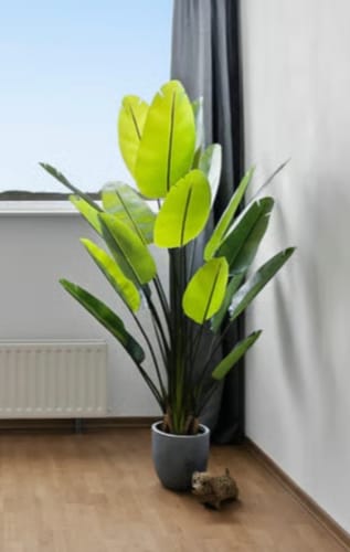 Customer photo review of Pre-order Strelitzia Kunstplant 180cm (20 maart)