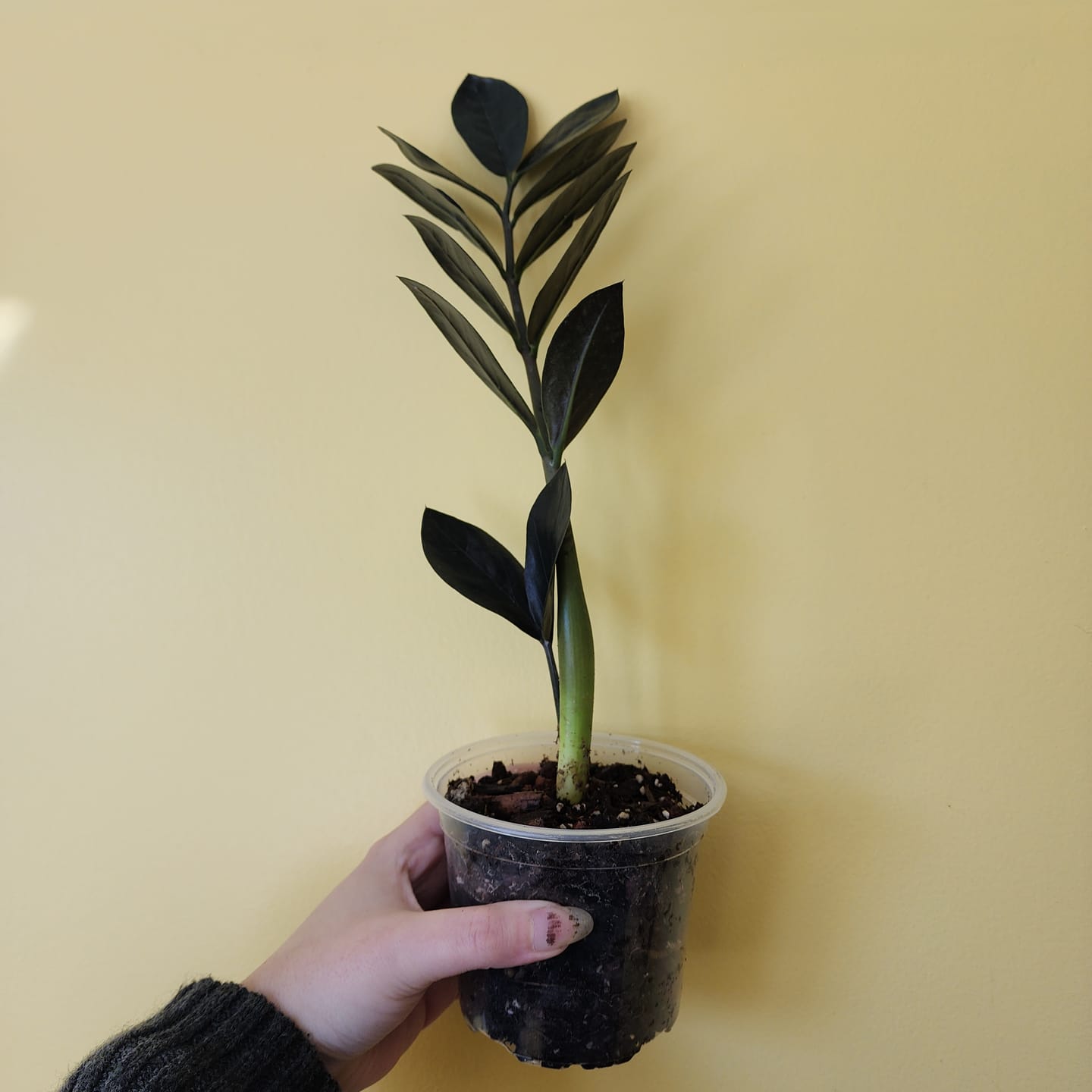 Customer photo review of Raven ZZ plant | Indoor Live Zamioculcas Zamiifolia Raven Plant | Rare Indoor Plant | Zansibar gem | Black ZZ Plant