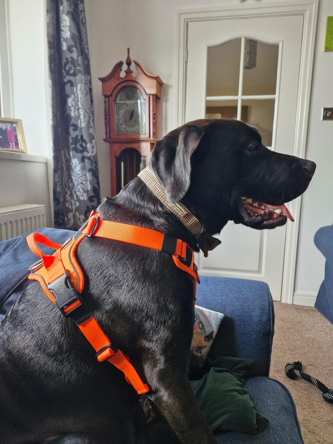 Customer photo review of Anti Pull Hurricane Harness Lighter | With Handle - Orange