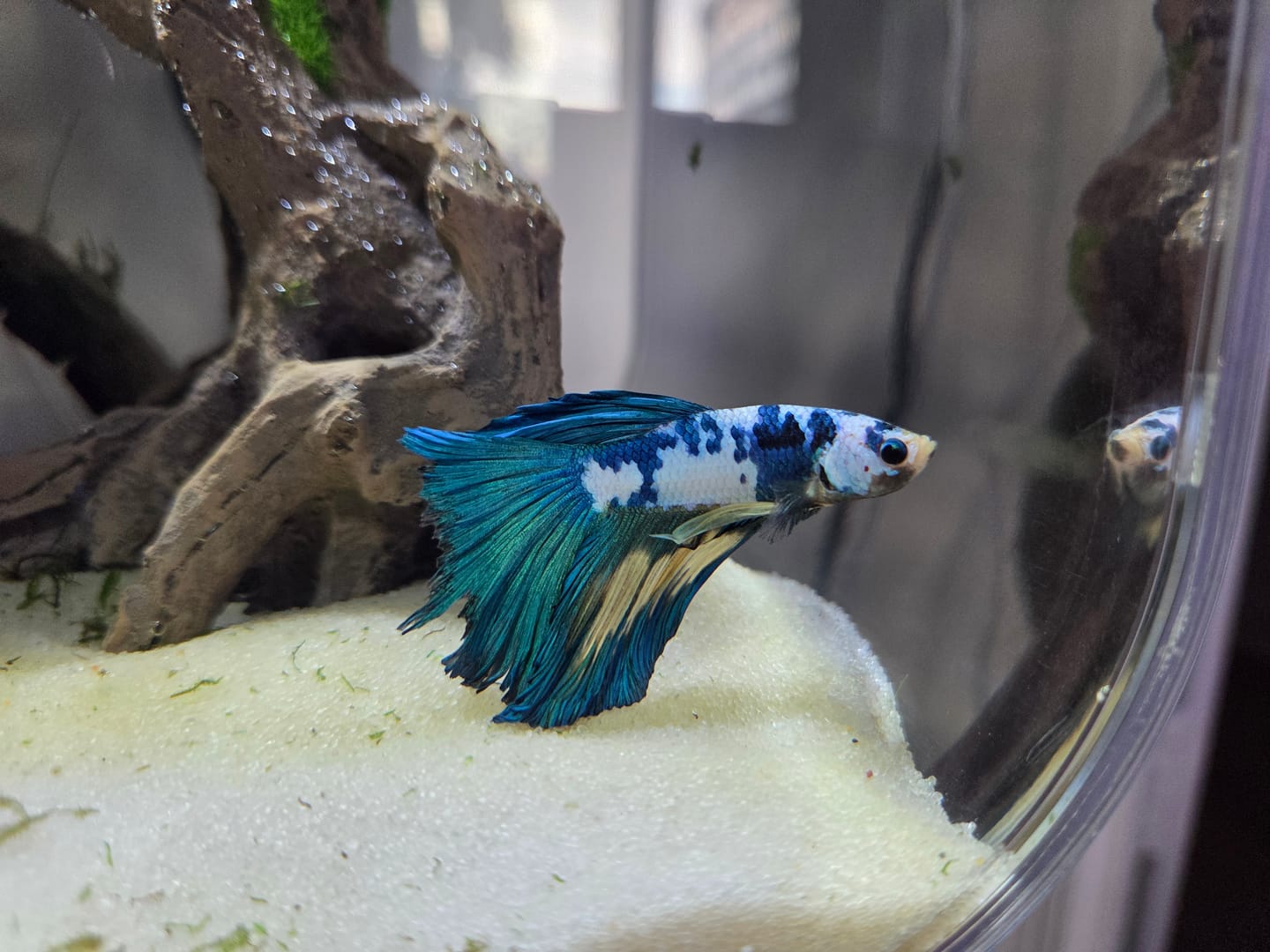 Customer photo review of Multicolor Halfmoon Male Betta Fish | Order Directly From Farm | You Pick Fish