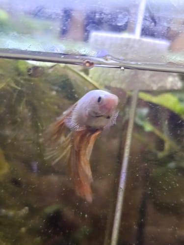 A customer's Yellow Dragon Halfmoon Male Betta fish with a pale body and orange-tinted fins in an aquarium.