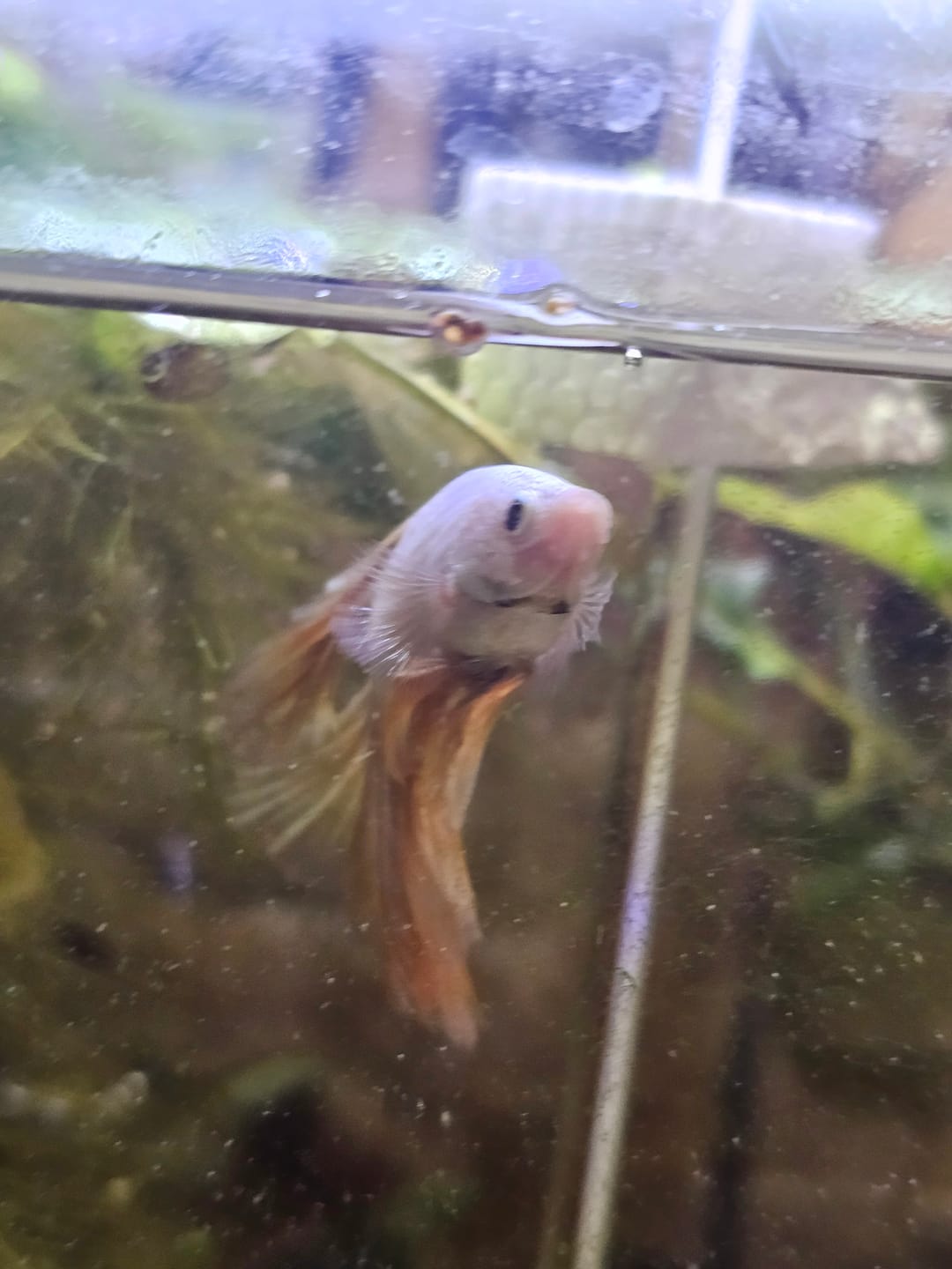 Customer photo review of Yellow Dragon Halfmoon Male Betta Fish