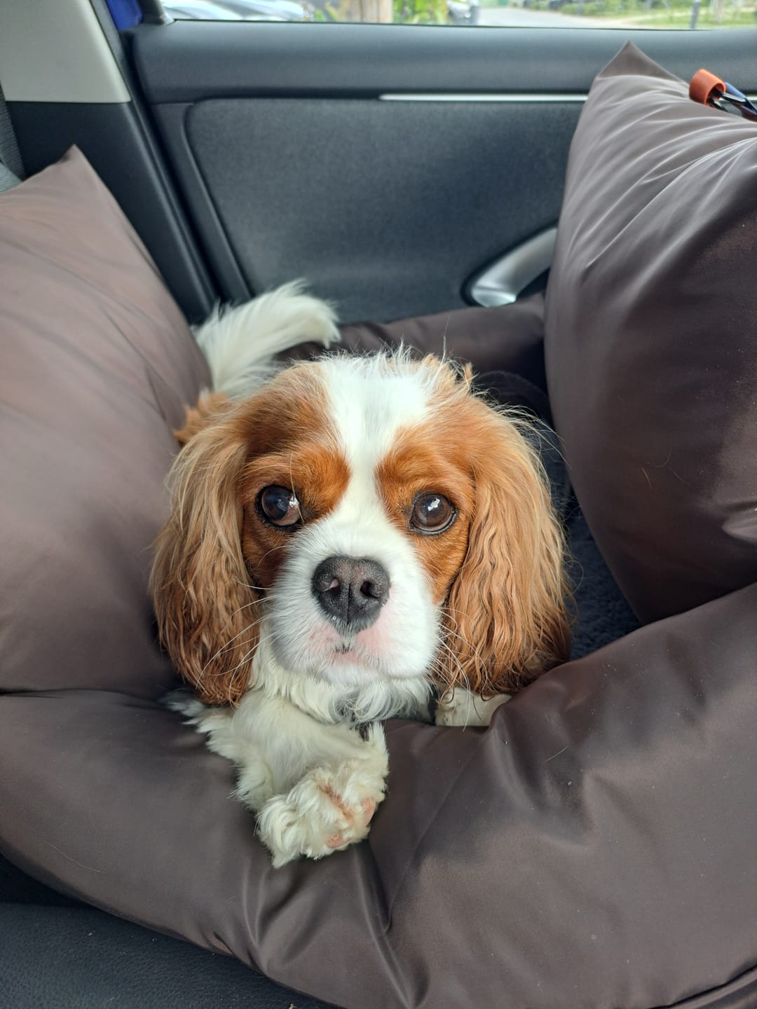 Customer photo review of Travel Dog Pod - Now With IsoFix