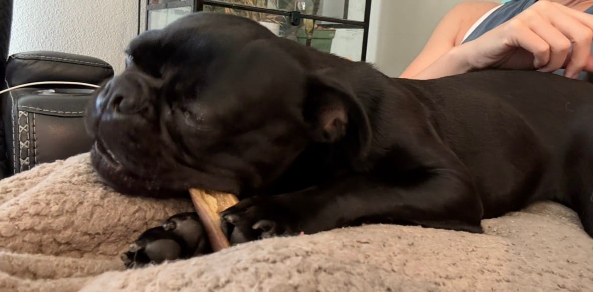 Customer photo review of Ostrich Chunky Bones (5" x 2" - 2 Pack): The Long-Lasting, Flavor-Packed Bones for Medium to Large Dogs