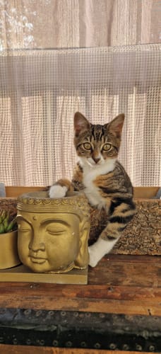 Le chaton du client, Luna, un adorable chat tigré de 4 mois assis sur un meuble en bois.