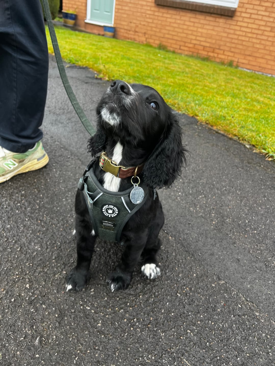 Customer photo review of Trail & Glow Tweed Dog Harness - Forest Tweed