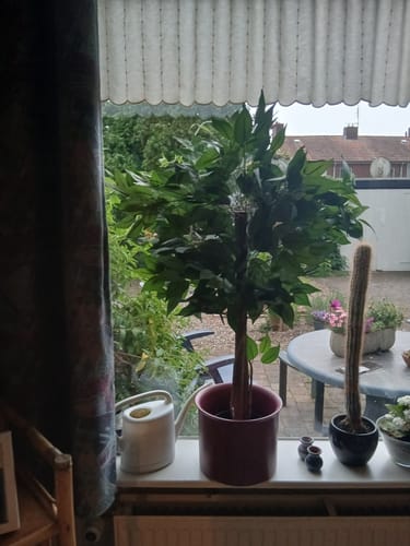 Customer photo review of Ficus Kunstboom 90cm