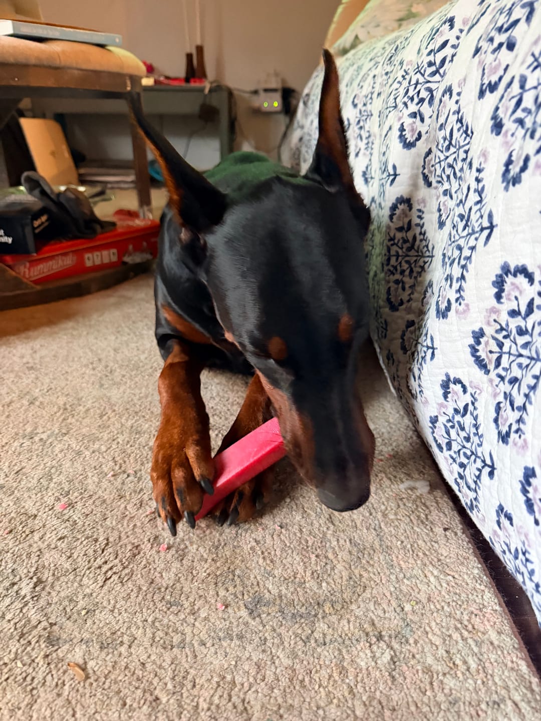 Customer photo review of Long-Lasting Yak Chews — 4 Flavor Pack