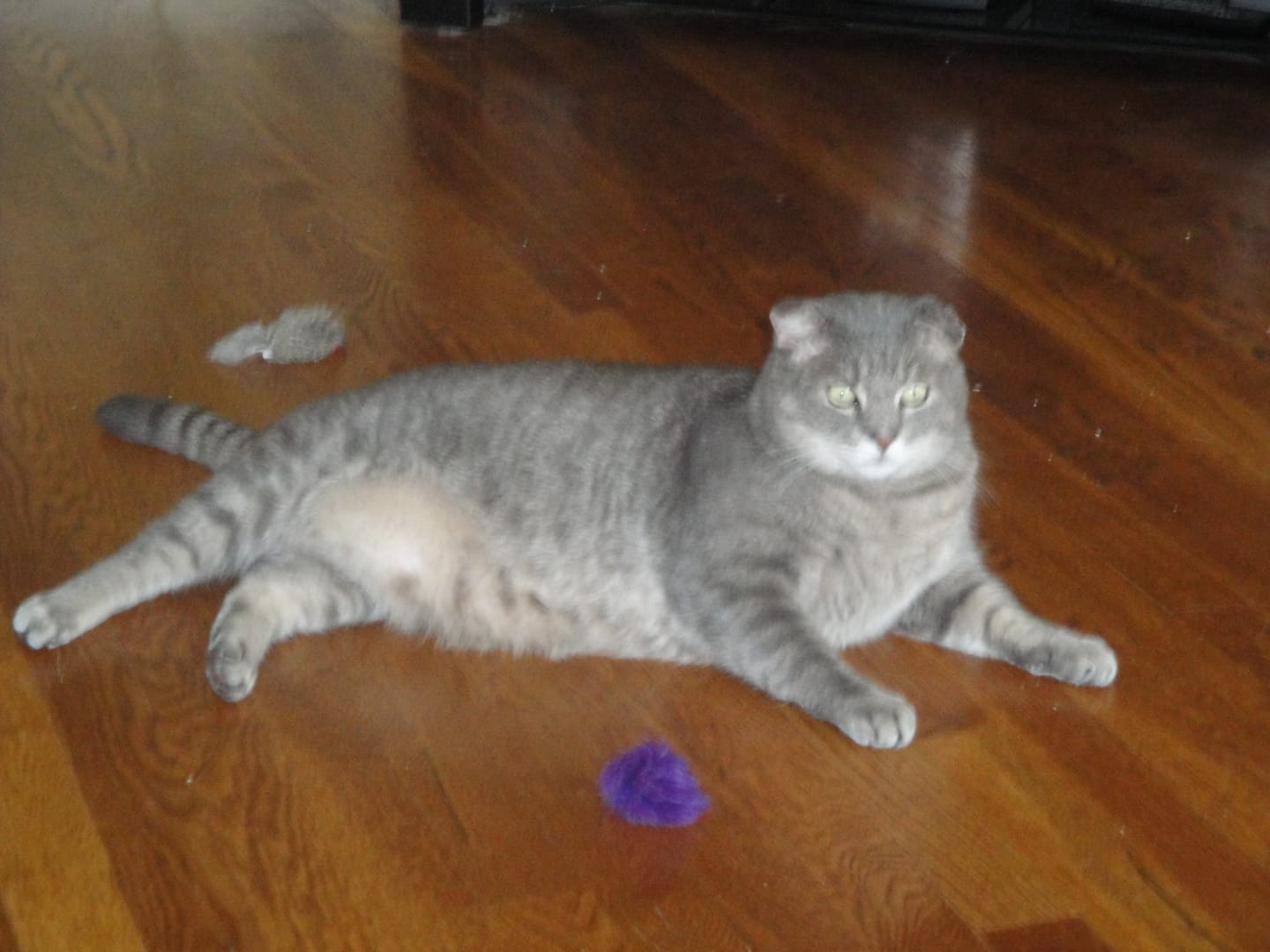 Customer photo review of Breathe Easy Cat Cold, Sneezing & Respiratory Support