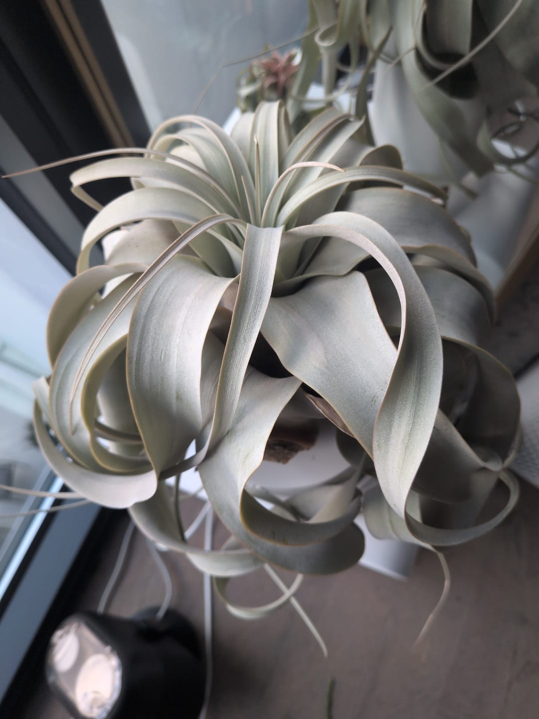 Customer photo review of Xerographica Thick Leaf Form  *Cannot Be Shipped Internationally*
