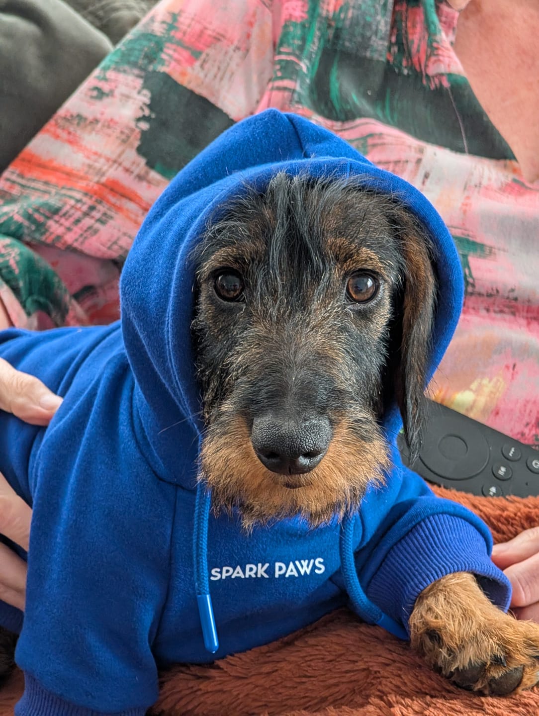 Customer photo review of Essential Dog Hoodie - Midnight Blue