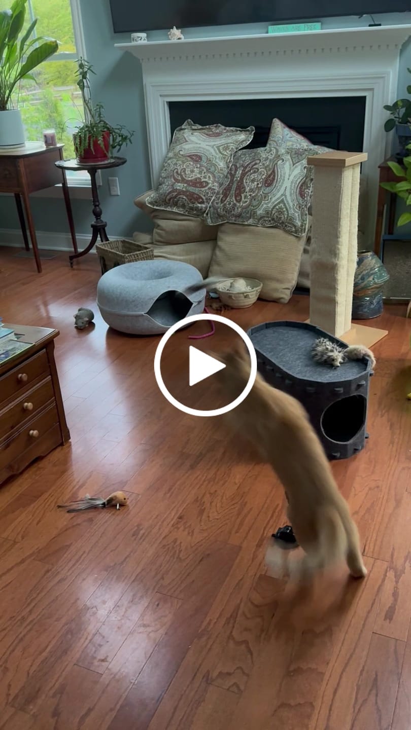 Customer video review of Interactive Bird Simulation Cat Toy Set (Chirping Edition)