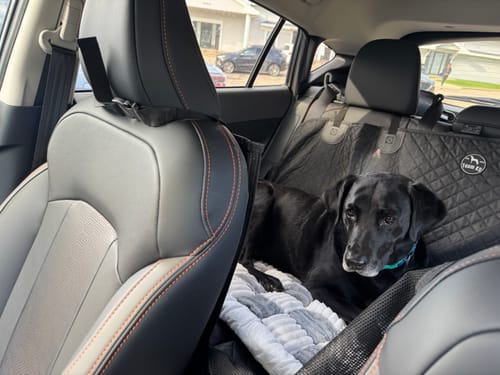 Customer photo of a black dog resting on a plush backseat dog bed over a quilted seat cover