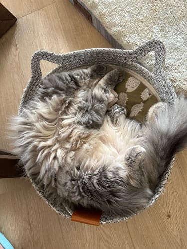 Customer photo review of Instinct Basket | Meet the first research-backed natural territory for indoor cats