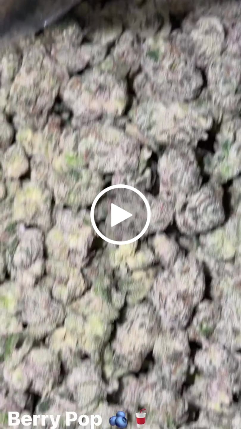 Customer video review of Boutique Exotics Berry Pop Minis - Bulk Minis - Hybrid
