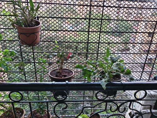 Customer photo review of UnitedCrafts Heart Railings Stands for Balcony & Home Decoration