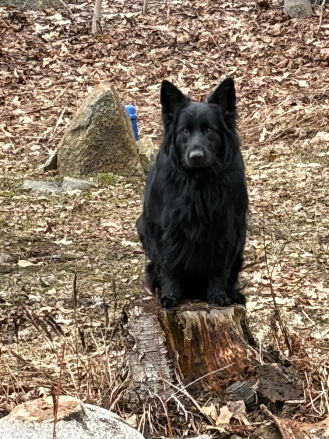 Customer photo review of K9 Choice - Os pour chien congelé - 3lb