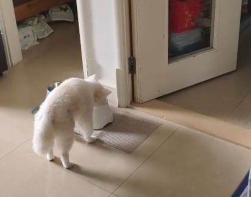 顧客對ProClean™狗狗天然潔牙護齒配方的照片評價