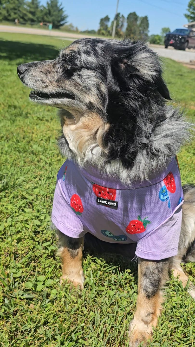 Customer photo review of Sunblock Dog T-Shirt - Berries