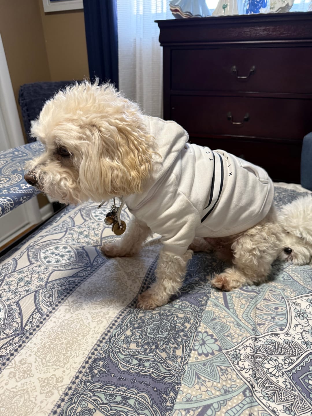 Customer photo review of Tommy Hilfiger Tito Hoodie