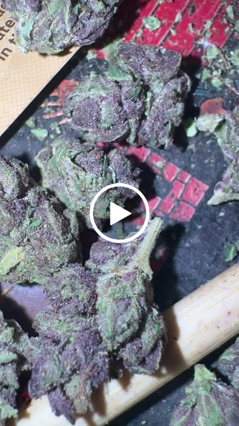 Customer video review of Trop Cherry - 14 Grams - Sativa