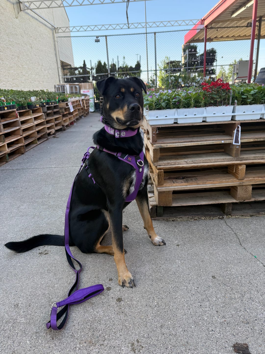 Customer photo review of Anti Pull Hurricane Harness Lighter | With Handle - Purple