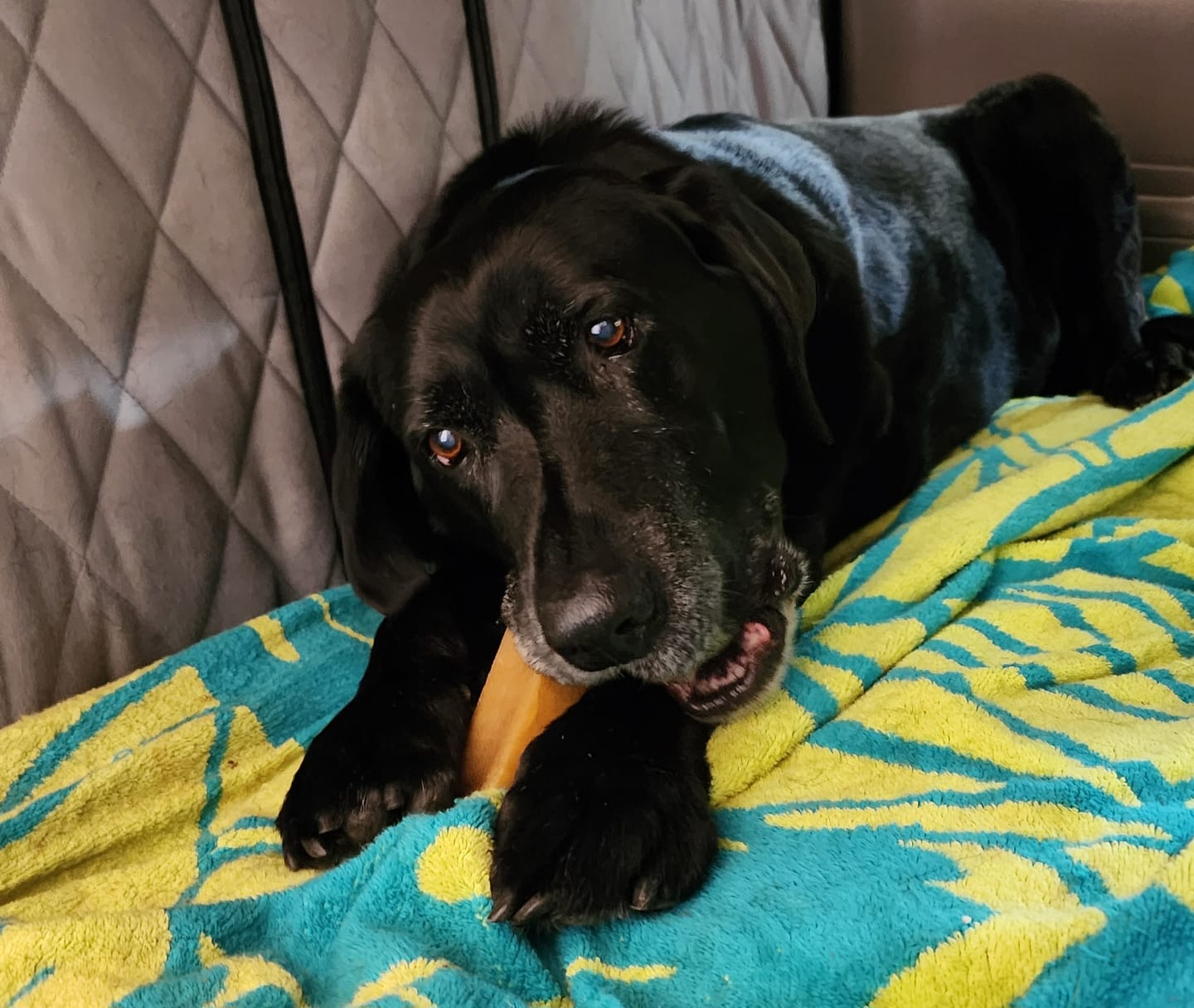 Customer photo review of Himalayan Yak Cheese Chew Dog Treat