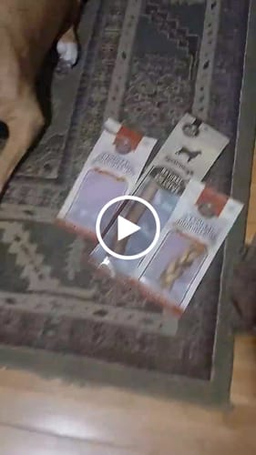 Customer video review of 6 Inch Standard Bully Stick