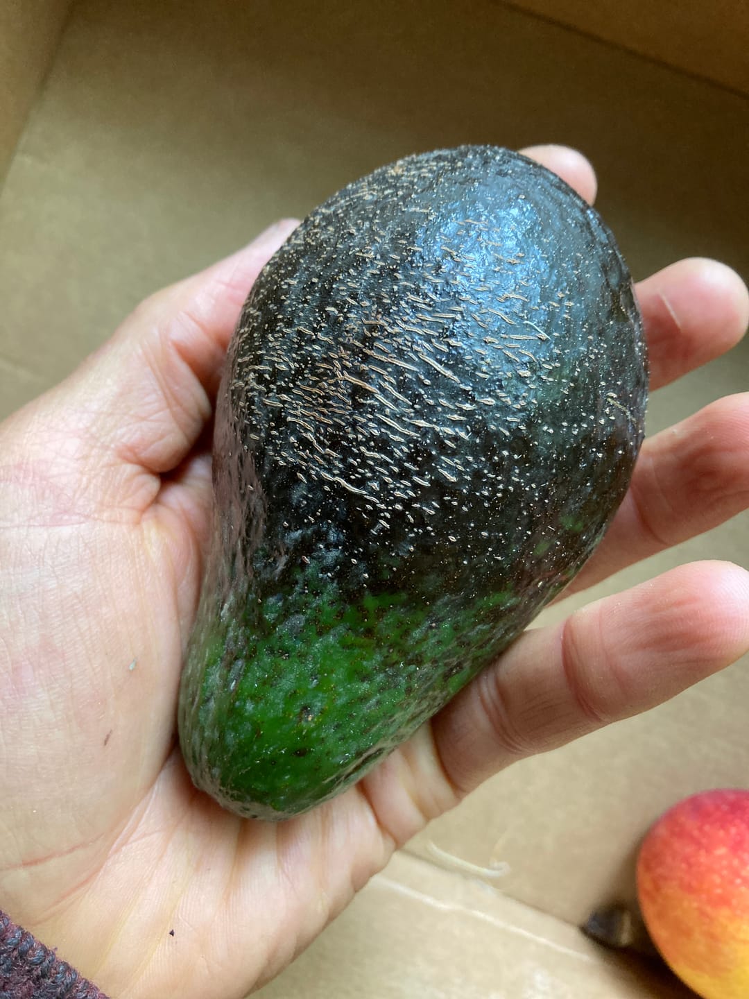 Customer photo review of Avocado-Mix 13 Monate baumgereift Sonderaktion % 2kg Box